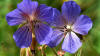 Meadow Cranesbill