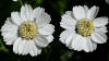 Sneezewort