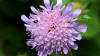 Scabious