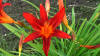 Daylily red