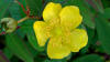 t. Johns Wort