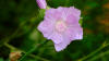 Hollyhock Mallow