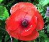 Poppy Flower