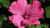 Rose Mallow