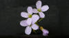 Cuckoo Flower