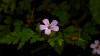 Herb Robert