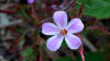 Herb Robert