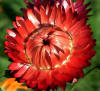 Strawflower