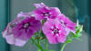 Phlox